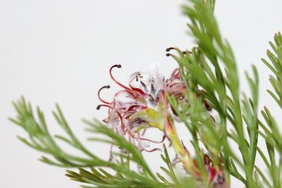 Serruria balanocephala, photographed by jillblignaut