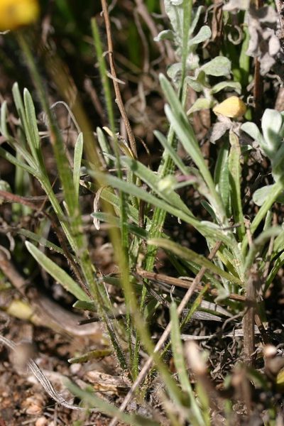 Arctotis linearis, photographed by jillblignaut