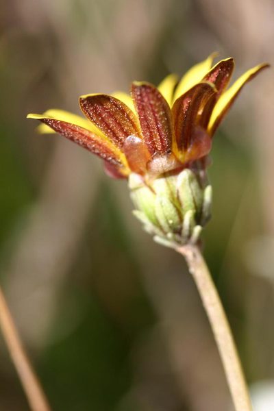 Arctotis linearis, photographed by jillblignaut