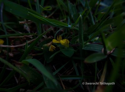Crotalaria hebecarpa, photographed by Swarochi Tathagath