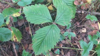 Fragaria moschata, photographed by snaily_naily