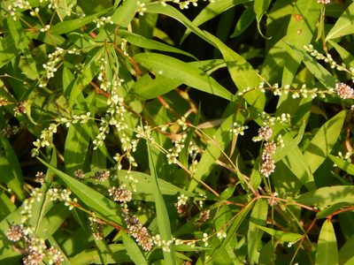 Persicaria punctata, photographed by Tom Lazar