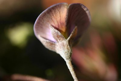 Lotononis argentea, photographed by jillblignaut
