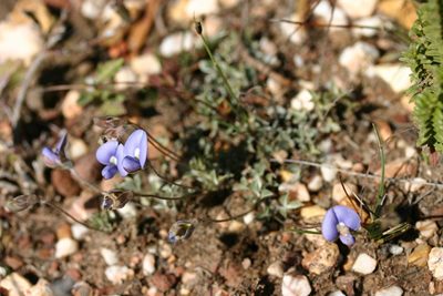 Lotononis argentea, photographed by jillblignaut
