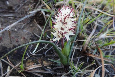 Wurmbea spicata, photographed by jillblignaut
