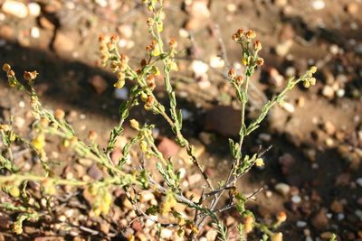 Hermannia stipulacea, photographed by jillblignaut