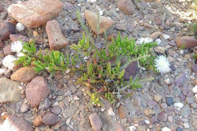 Mesembryanthemum longistylum, photographed by jillblignaut