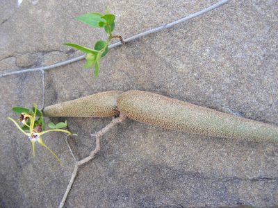 Strophanthus gerrardii, photographed by Andrew Deacon