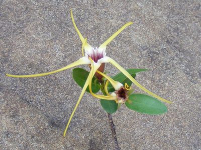 Strophanthus gerrardii, photographed by Andrew Deacon