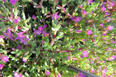Ruschia lineolata, photographed by jillblignaut