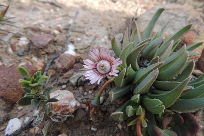 Acrodon bellidiflorus, photographed by jillblignaut