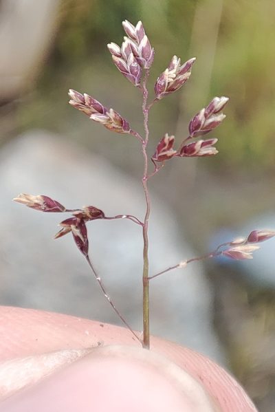 Poa arctica, photographed by Yurii Basov