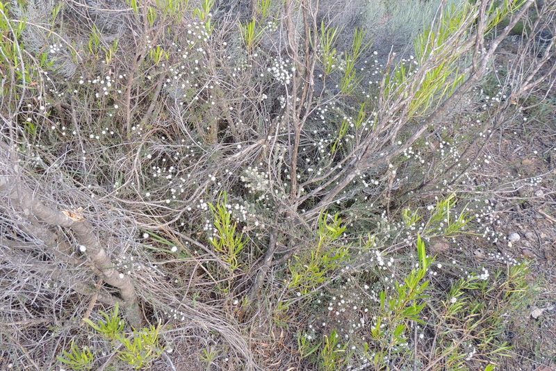 Phylica vulgaris, photographed by jillblignaut
