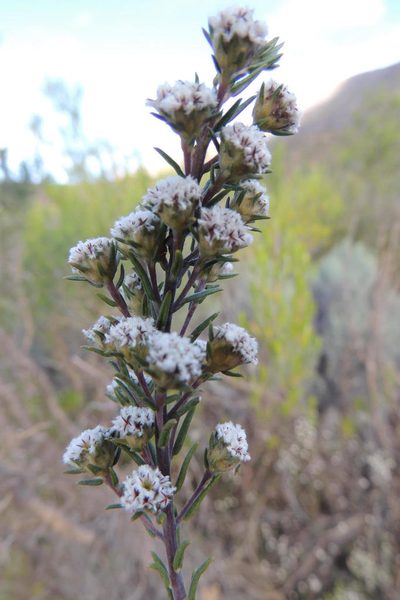 Phylica vulgaris, photographed by jillblignaut