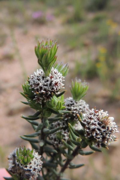 Phylica vulgaris, photographed by jillblignaut