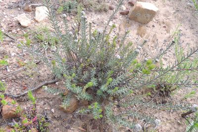Phylica vulgaris, photographed by jillblignaut