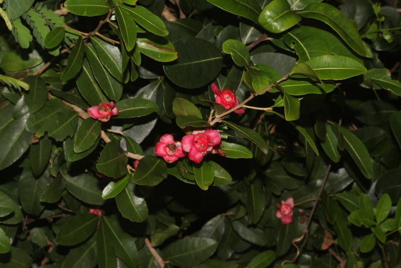 Ochna barbosae, photographed by Robert Taylor