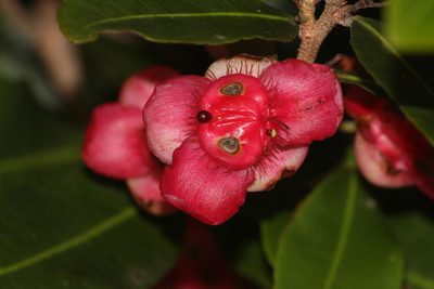 Ochna barbosae, photographed by Robert Taylor