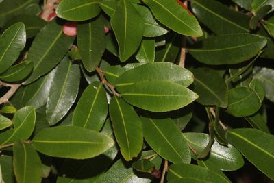 Ochna barbosae, photographed by Robert Taylor