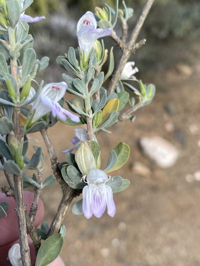 Pogonospermum robustum, photographed by Dave U