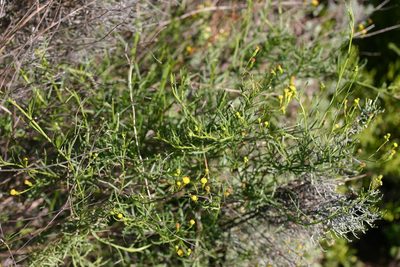 Senecio angustifolius, photographed by jillblignaut
