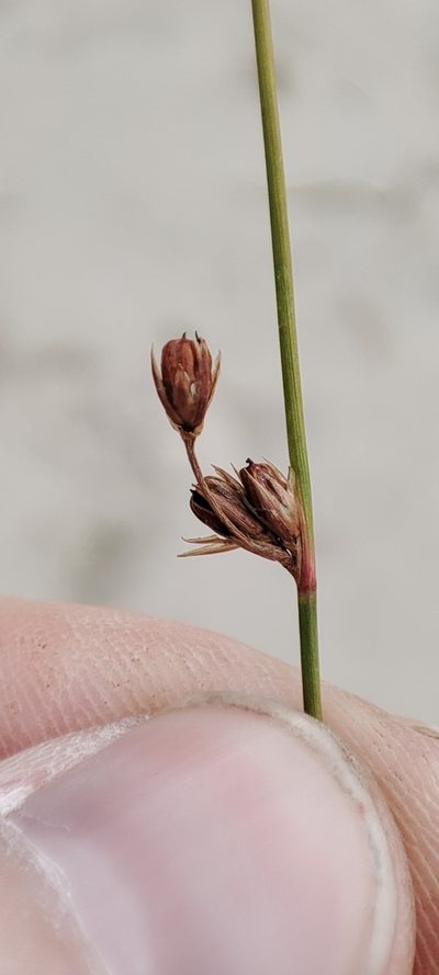 Juncus brachyspathus, photographed by Yurii Basov