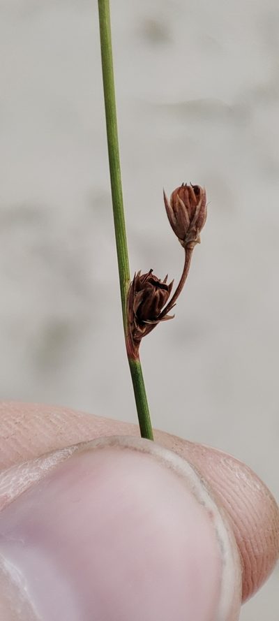 Juncus brachyspathus, photographed by Yurii Basov