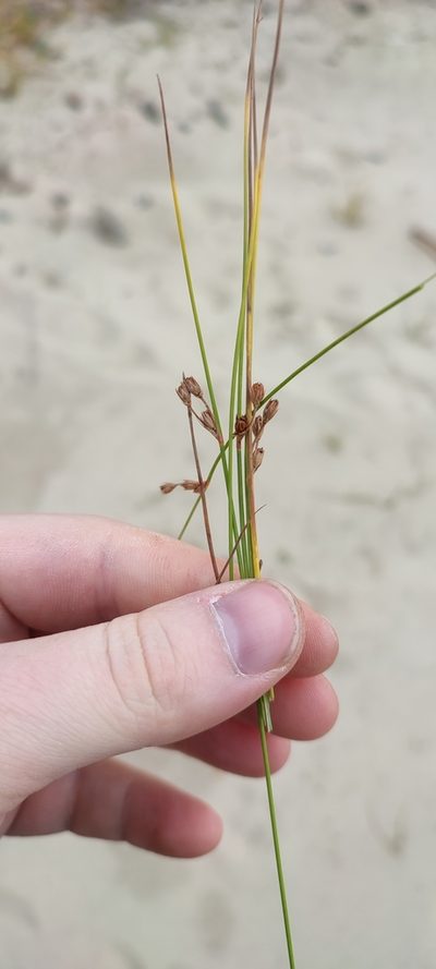 Juncus brachyspathus, photographed by Yurii Basov