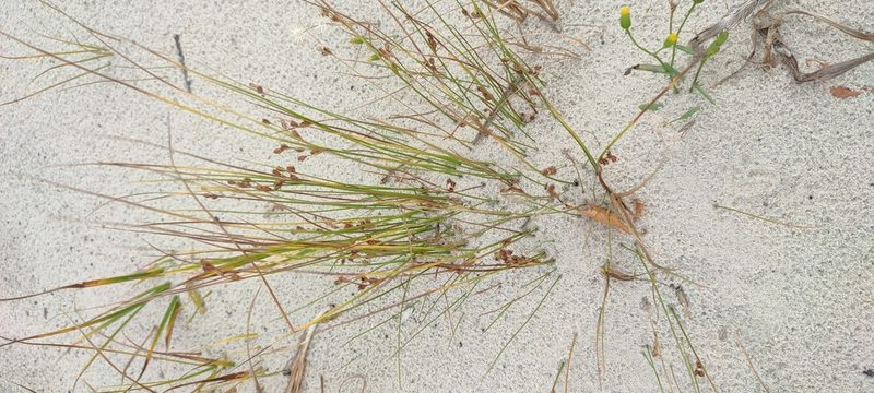 Juncus brachyspathus, photographed by Yurii Basov