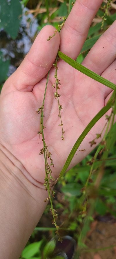 Scleria microcarpa, photographed by ritirene