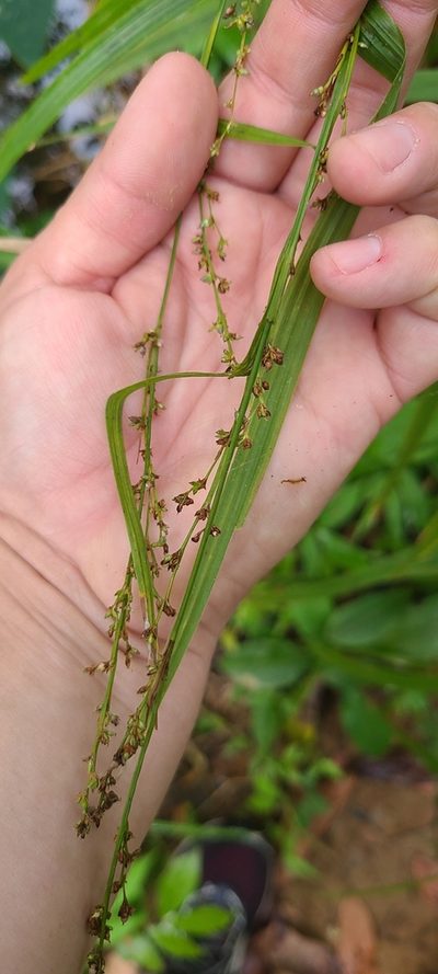 Scleria microcarpa, photographed by ritirene
