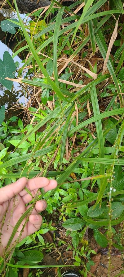 Scleria microcarpa, photographed by ritirene