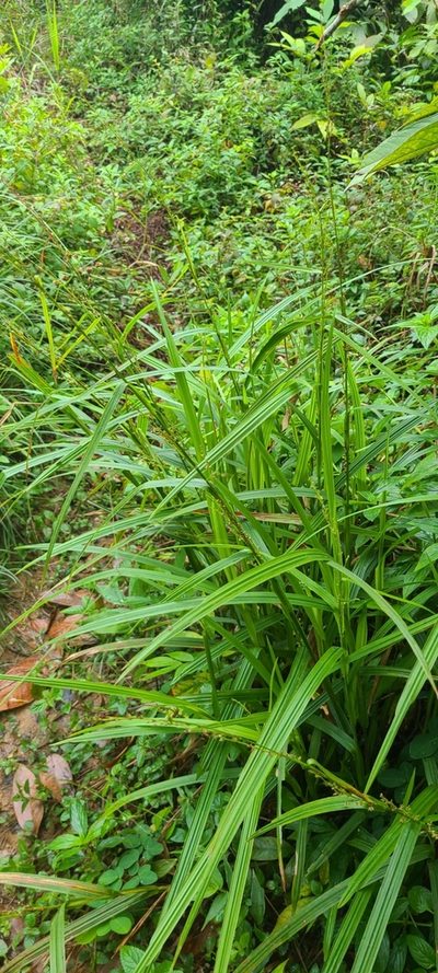 Scleria microcarpa, photographed by ritirene