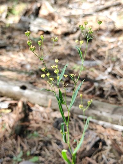 Bupleurum scorzonerifolium, photographed by Юлия