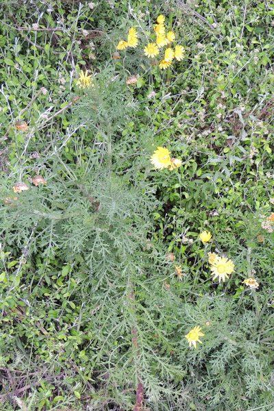 Ursinia scariosa, photographed by jillblignaut