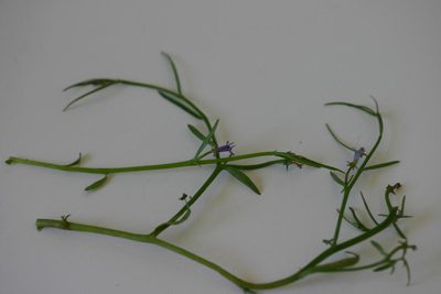 Grammatotheca bergiana, photographed by jillblignaut