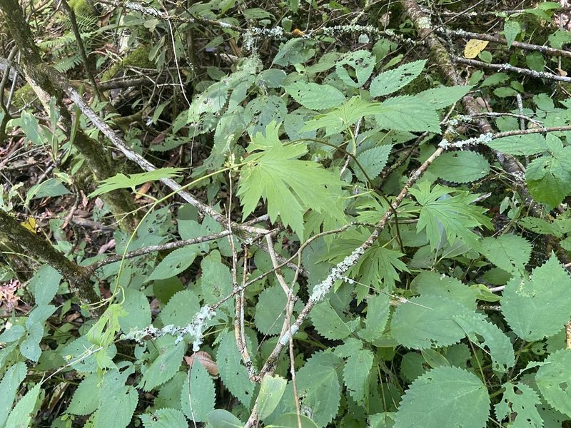Aconitum uncinatum, photographed by Brian Finzel