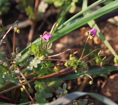 Diascia elongata, photographed by Tony Rebelo