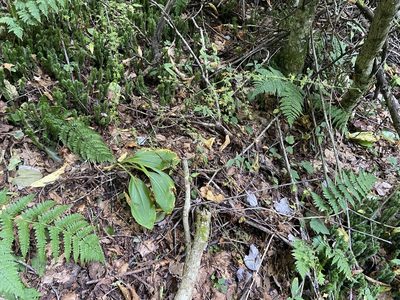 Melanthium parviflorum, photographed by Brian Finzel