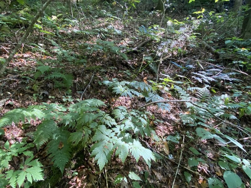Actaea podocarpa, photographed by Brian Finzel