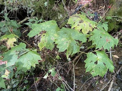 Podophyllum cymosum, photographed by Brian Finzel