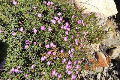 Ruschia lineolata, photographed by jillblignaut