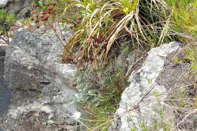 Hermas gigantea, photographed by jillblignaut