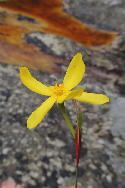 Bobartia parva, photographed by jillblignaut