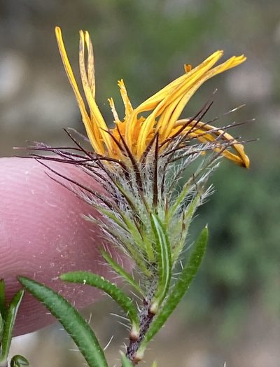 Hirpicium integrifolium, photographed by Dave U