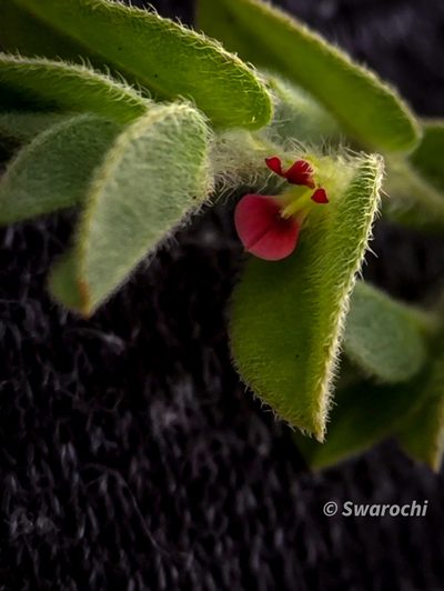 Indigofera cordifolia, photographed by Swarochi Tathagath