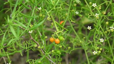Thesium triflorum, photographed by Shaun Swanepoel