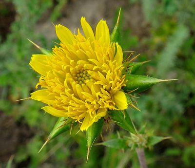 Berkheya heterophylla, photographed by Di Turner