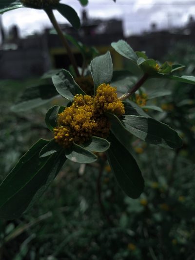 Flaveria trinervia, photographed by Adriel Cholico