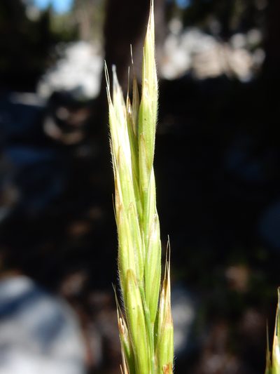 Bromus pumpellianus, photographed by Matt Lavin